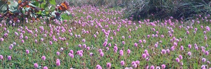 7 Pines Native Plant Nursery