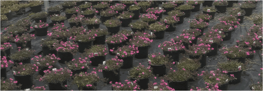 742 Plants