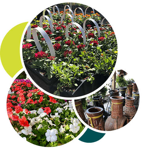 A & A Plants & Produce, Inc.