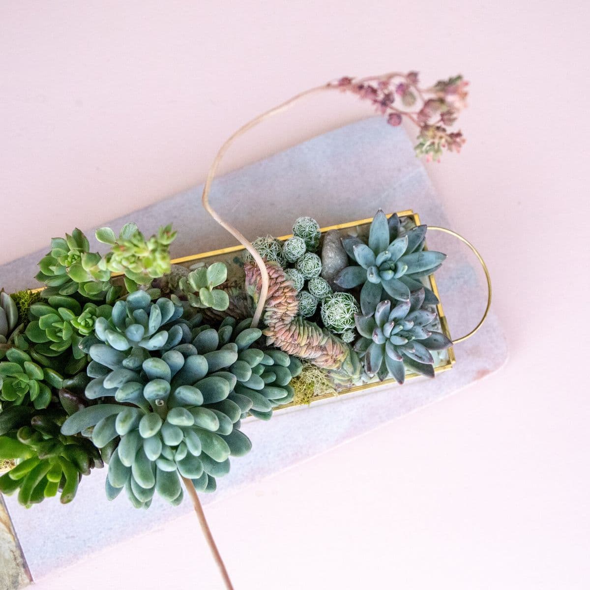 A Succulent Day, LLC