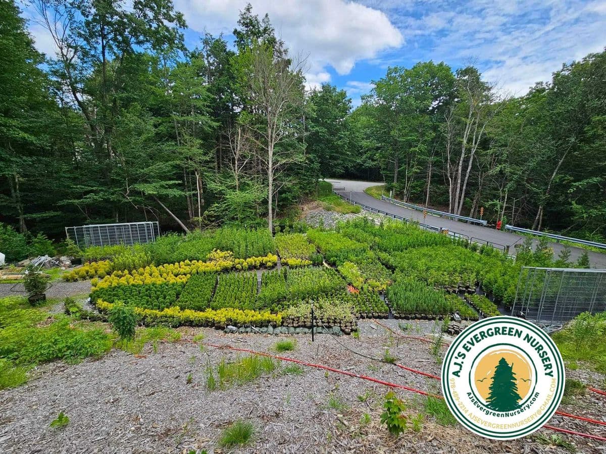 A.J.'s Evergreen Nursery, LLC