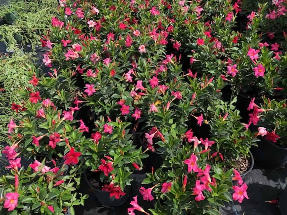 A.V.R. NURSERY & BROKERS CORP