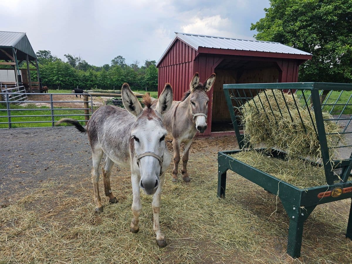 Abma's Farm Market, Greenhouse, and Barnyard Petting Zoo: Wyckoff, NJ