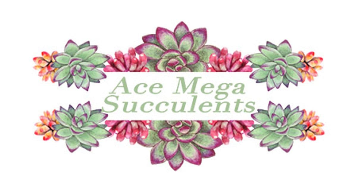 Ace Mega Succulents