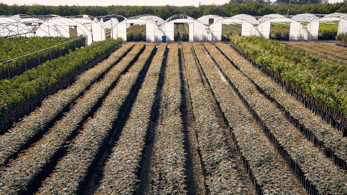 Acemi Nursery INC