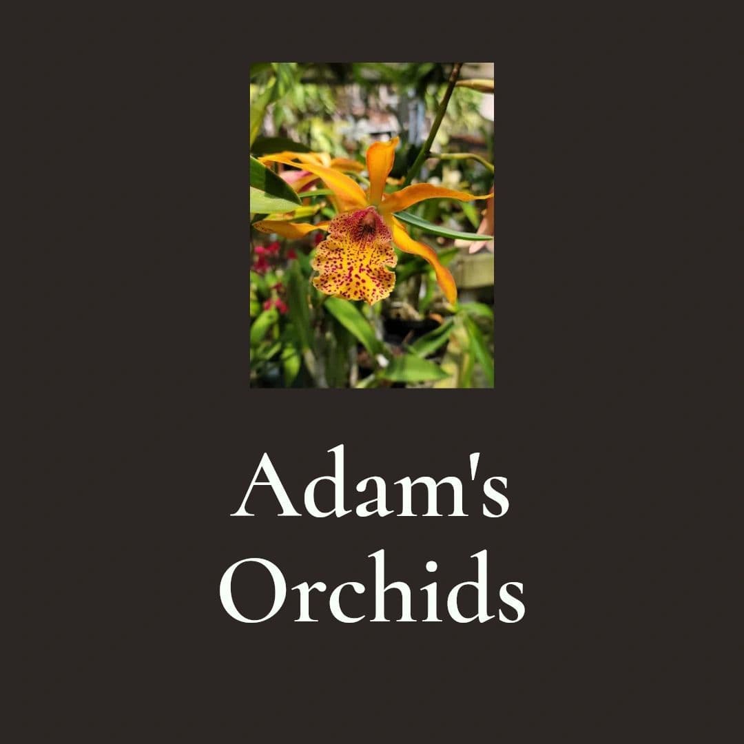 Adams Orchids
