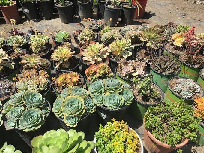 Aeonian Verde Nursery