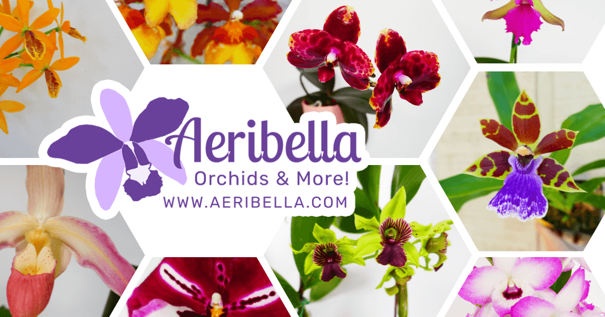 Aeribella