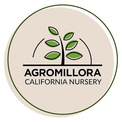 Agromillora California