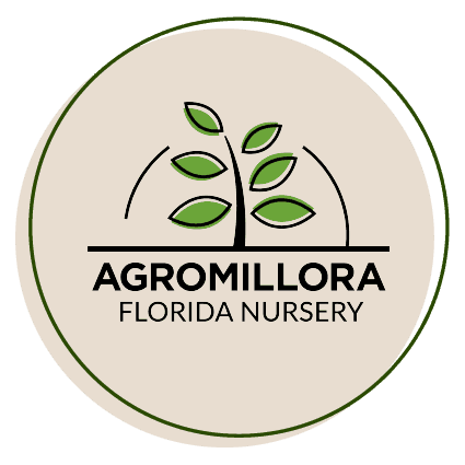 Agromillora Florida