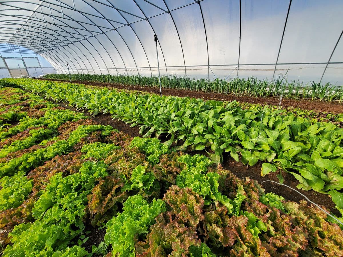 Ahavah Farm Nursery and Garden Center