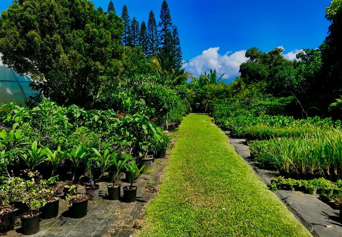 Aikane Landscape Supply