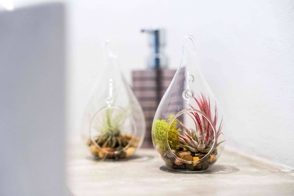 Air Plant Design Studio