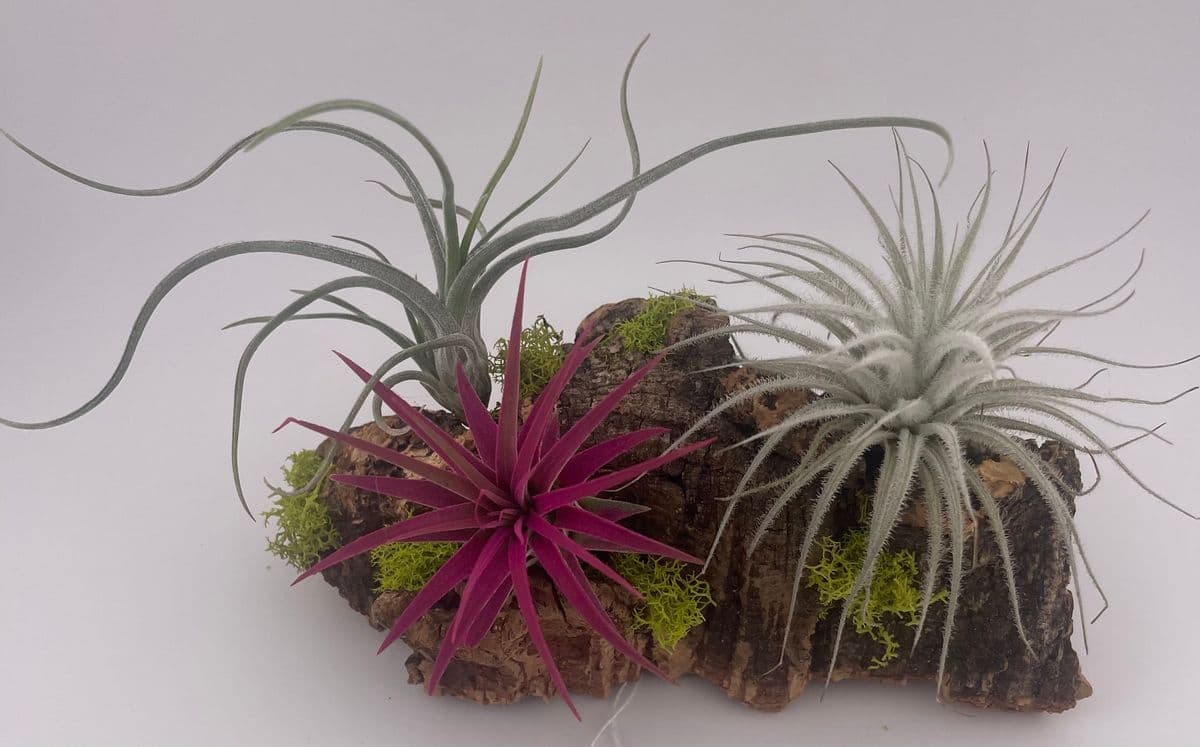 Air Plant Haven Co
