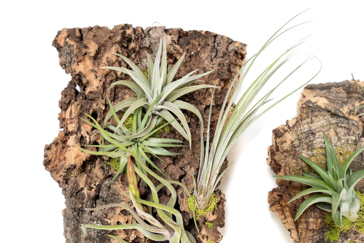 Air Plant Supply Co.