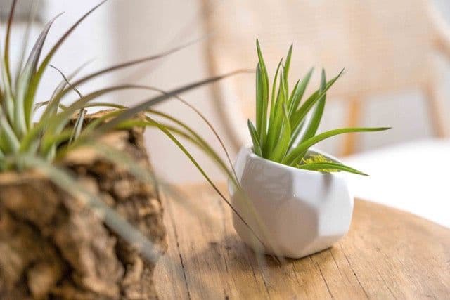 AirPlantShop