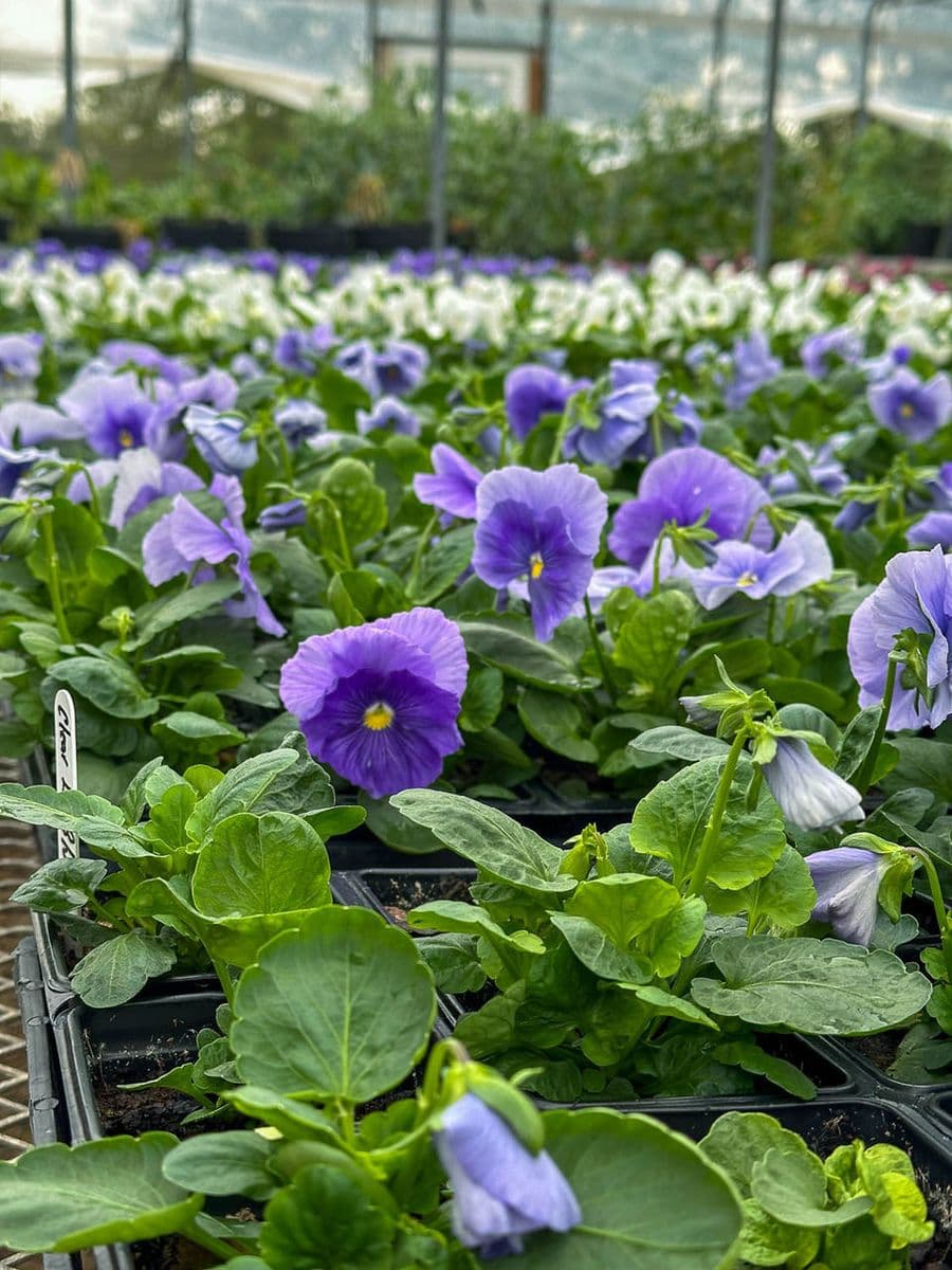Airport Nursery