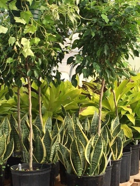 Albuquerque Water Gardens & Nursery