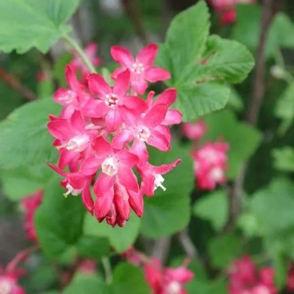 Aldervale Native Plants