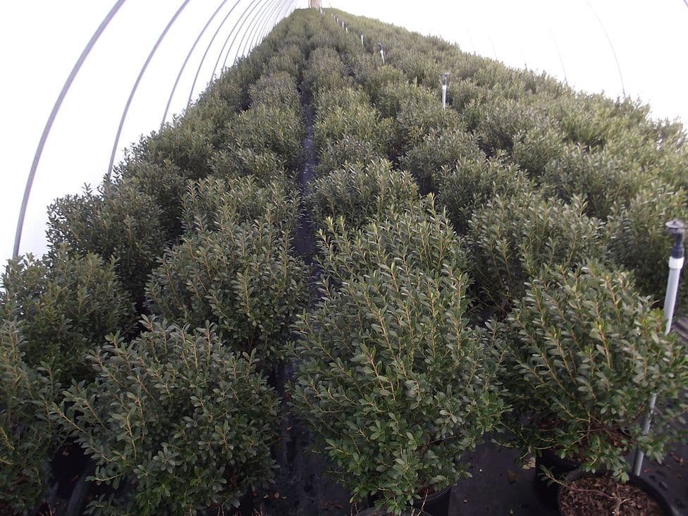 Aldrich's Nursery LLC