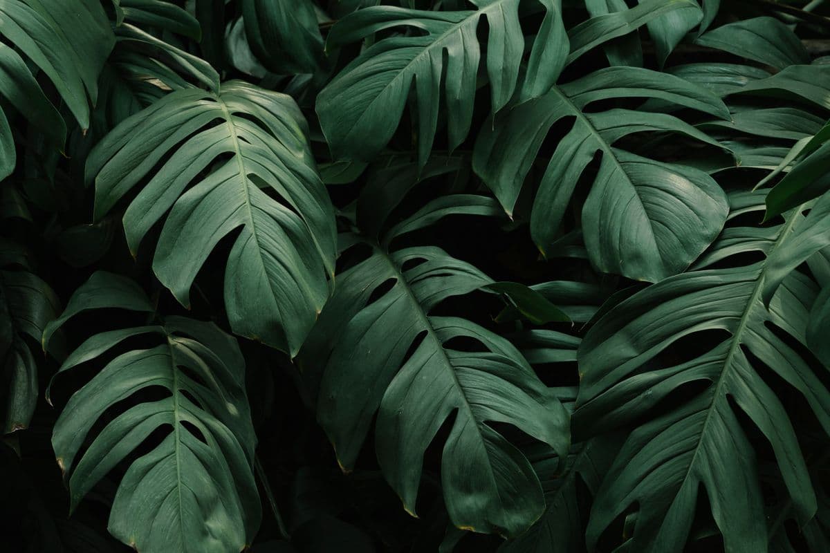 Alexander Hay Greenhouses, Inc