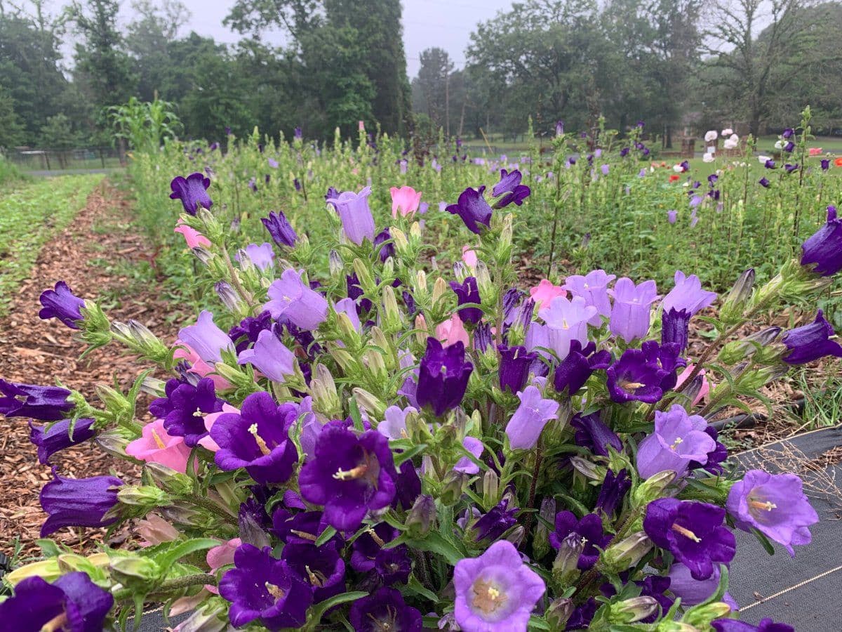 Alice Creek Flowers