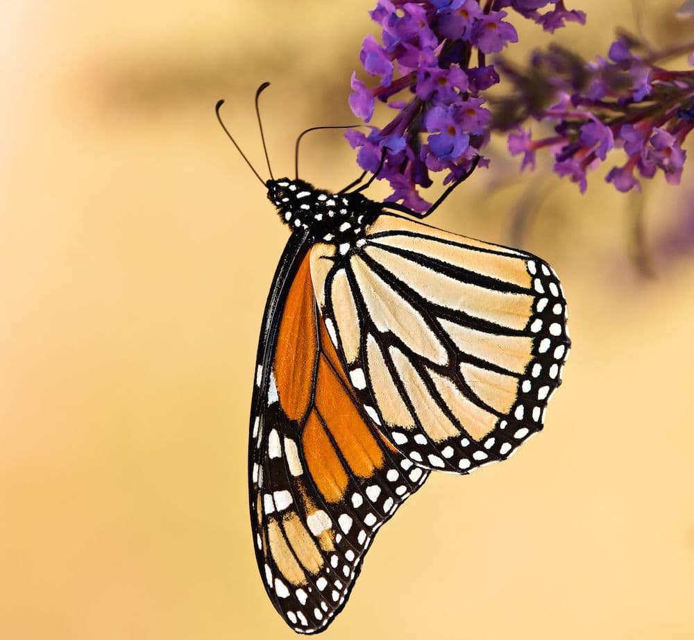 All A Flutter Farms LLC