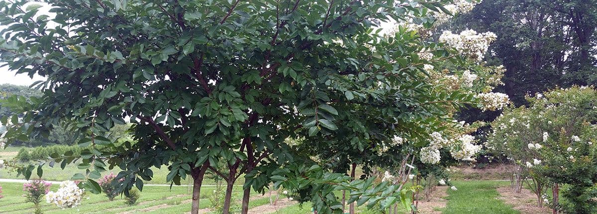 All Trees & Shrubs Nurseries