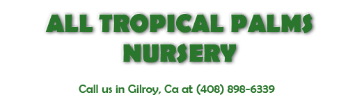 All Tropical Palms Nursery