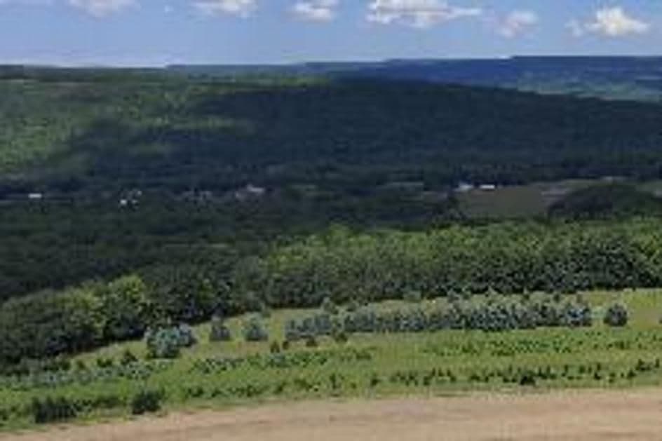All Western Evergreen Nursery