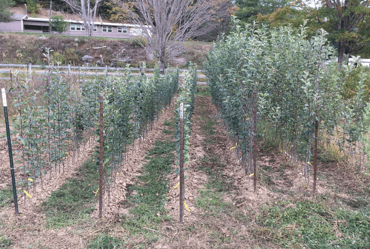 Allendale Nursery