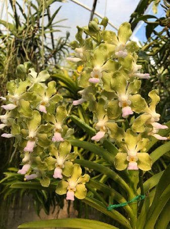 Am Orchids