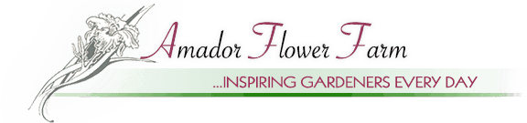Amador Flower Farm