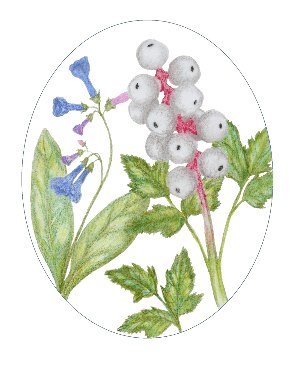 Amanda's Native Garden LLC