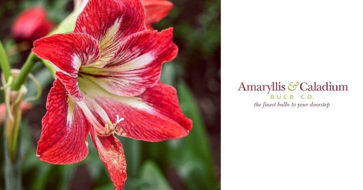 Amaryllis Bulb Co