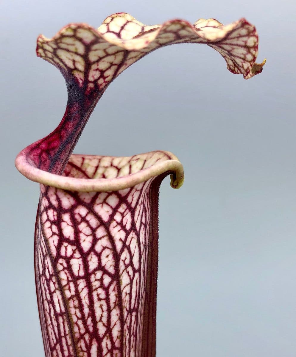American Pitcher Plant