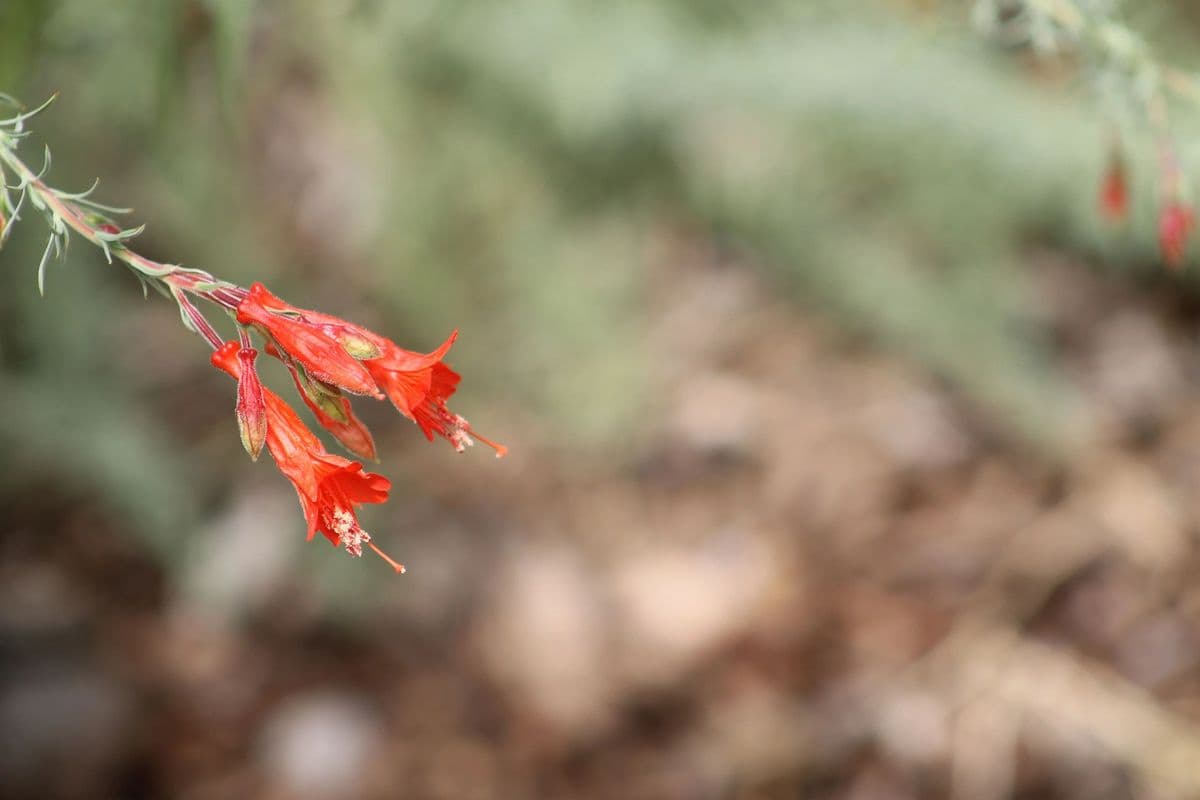 Amongst The Flora