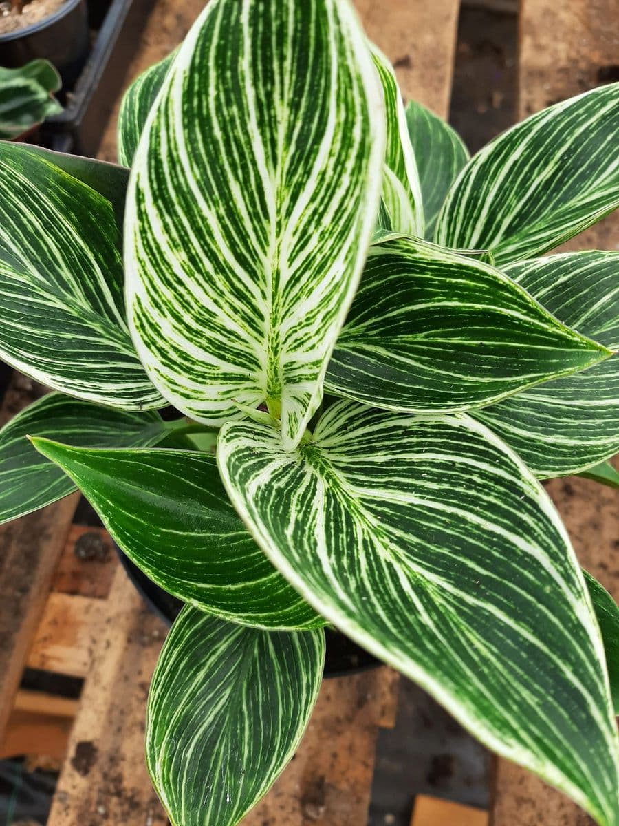 Amro Nurseries