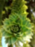 Anderson's Oregon Monkey Puzzle Tree Farm