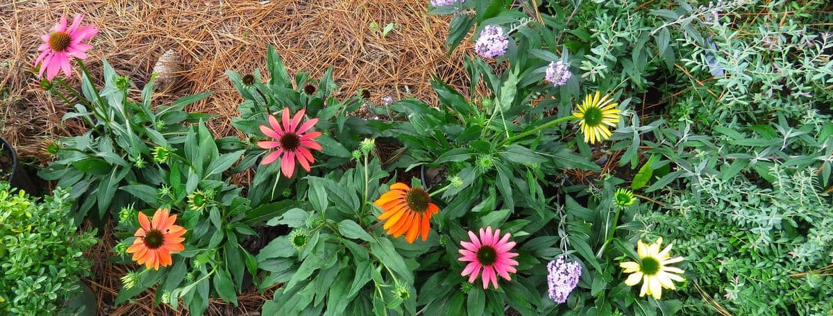 Andrew's Farm & Nursery