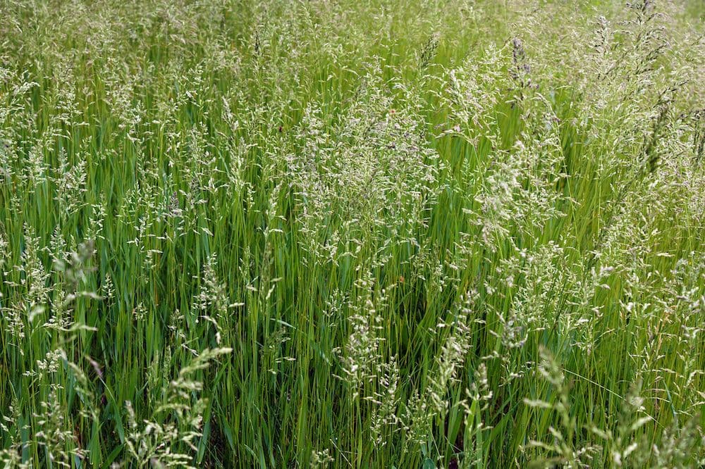 Andrews Seed Co