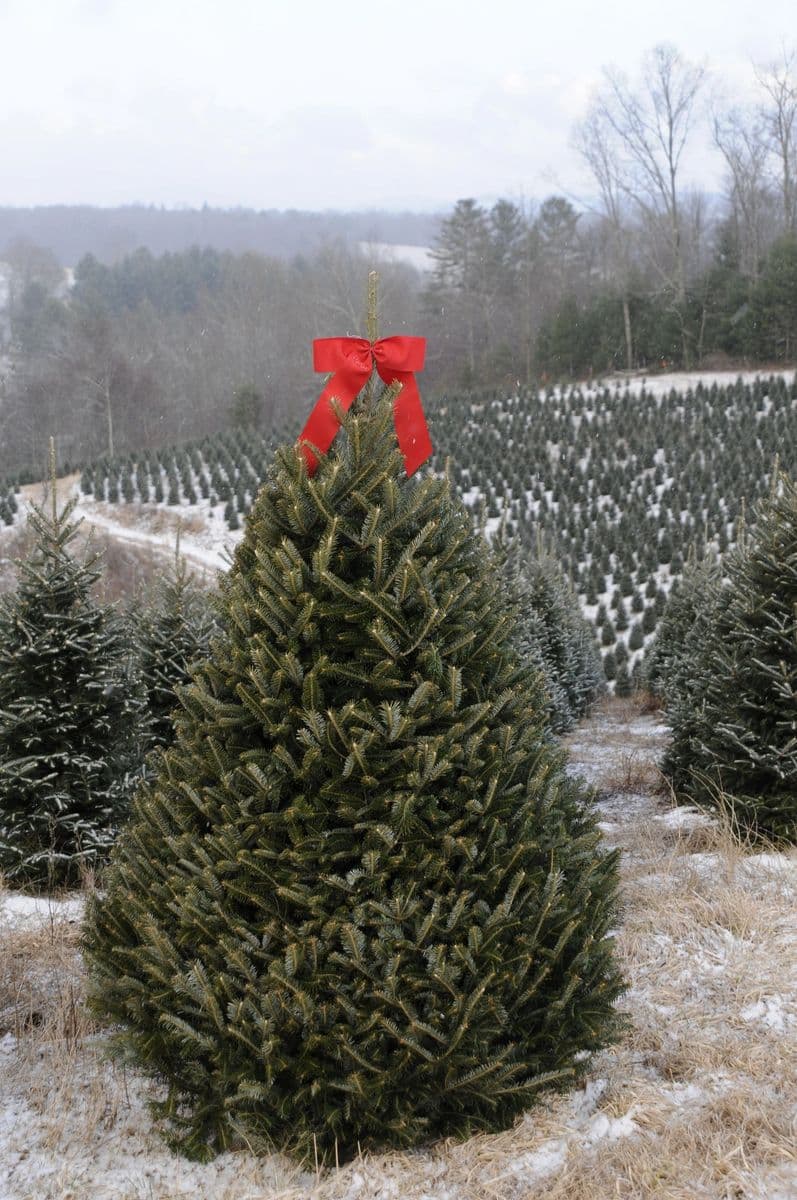 Andrews Tree Farm & Nursery, LLC
