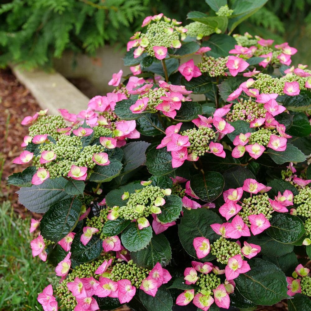 Andy's Creekside Nursery