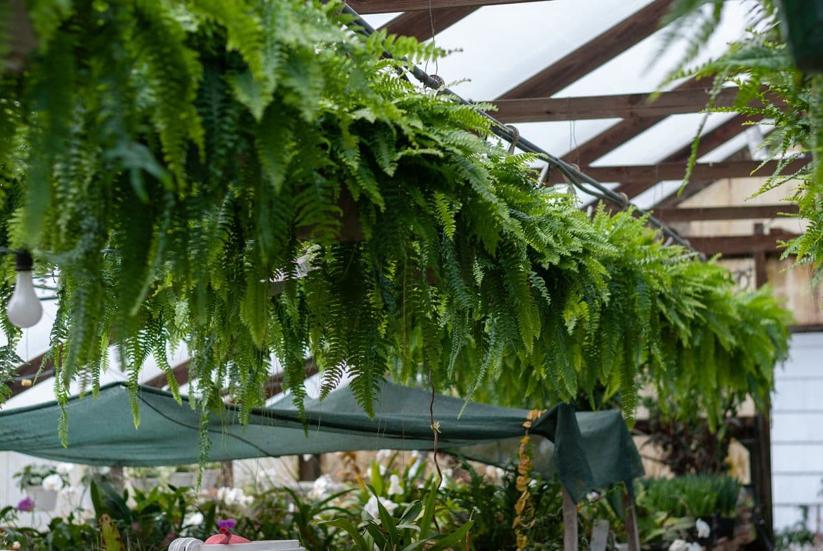 Angle Acres Greenhouse