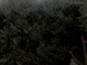 Anne Ellen Christmas Tree Farm