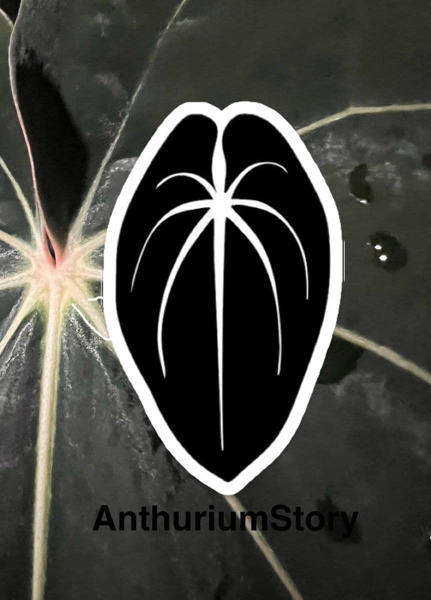 Anthurium Story