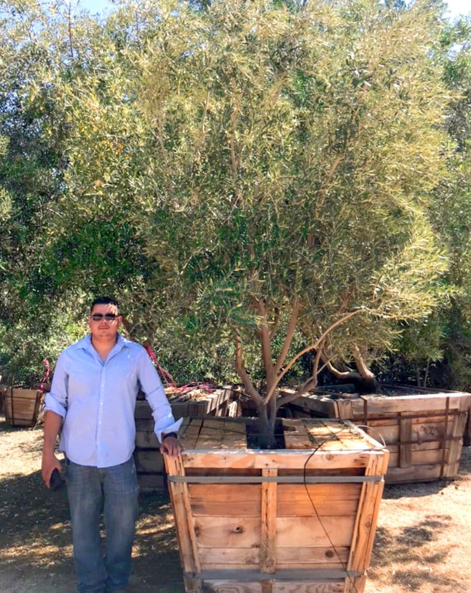 Antique Olive Trees