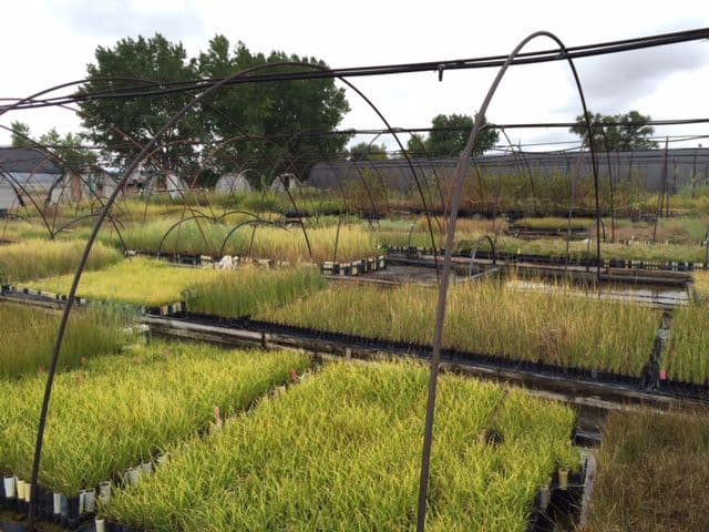 Aquatic & Wetland Co Inc