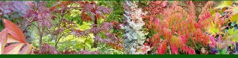 Arbutus Garden Arts