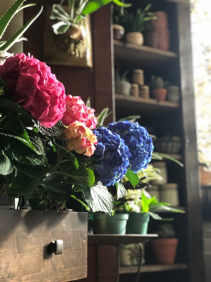 Arch in Bloom